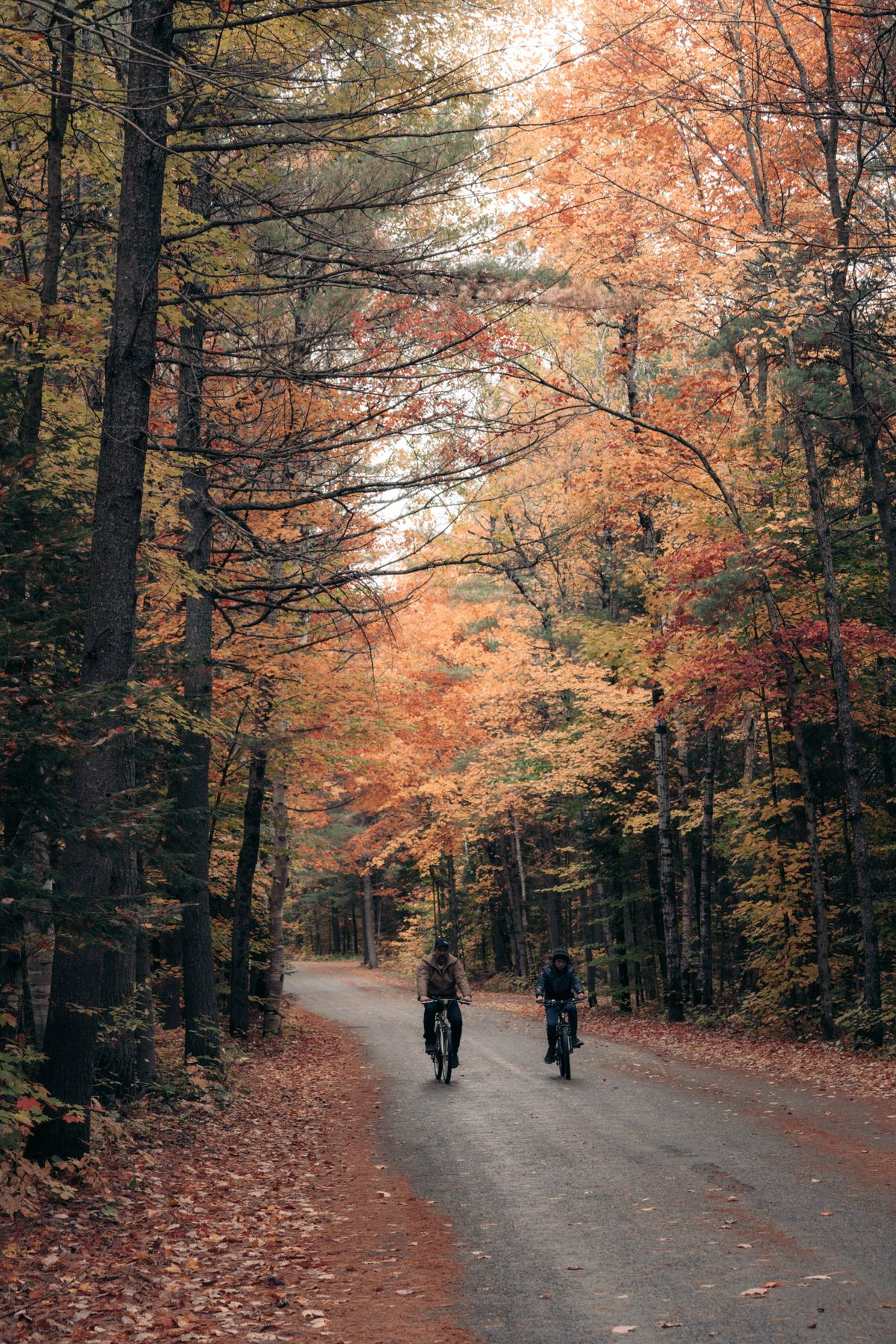 Bosco in autunno